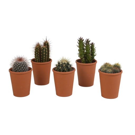 Kaktus Gaveæske - Sæt Med 5 Planter, H13Cm