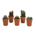 Kaktus Gaveæske - Sæt Med 5 Planter, H13Cm