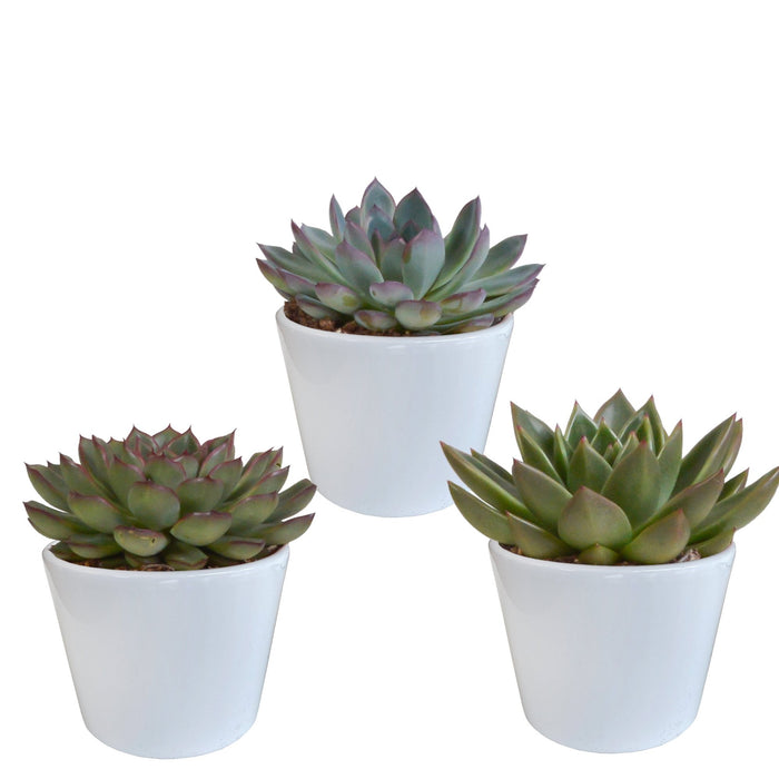 Echeveria Gaveæske Og Dens Hvide Plantepotter - Sæt Med 3 Planter, H21Cm