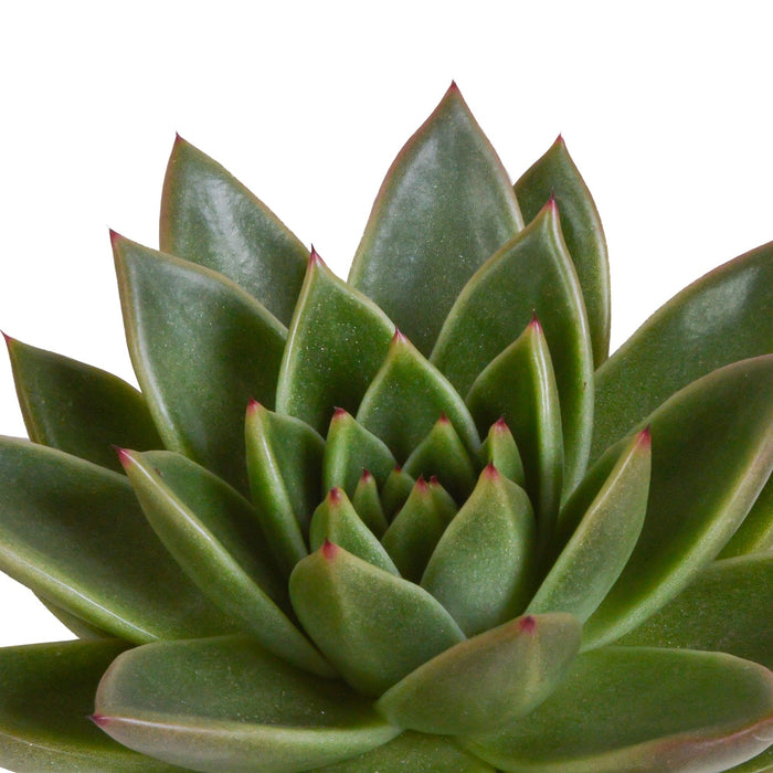 Echeveria Gaveæske Og Dens Hvide Plantepotter - Sæt Med 3 Planter, H21Cm