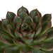 Echeveria Gaveæske Og Dens Hvide Plantepotter - Sæt Med 3 Planter, H21Cm