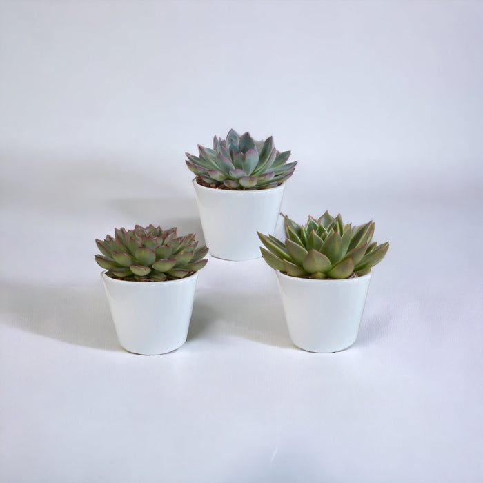 Echeveria Gaveæske Og Dens Hvide Plantepotter - Sæt Med 3 Planter, H21Cm