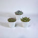 Echeveria Gaveæske Og Dens Hvide Plantepotter - Sæt Med 3 Planter, H21Cm