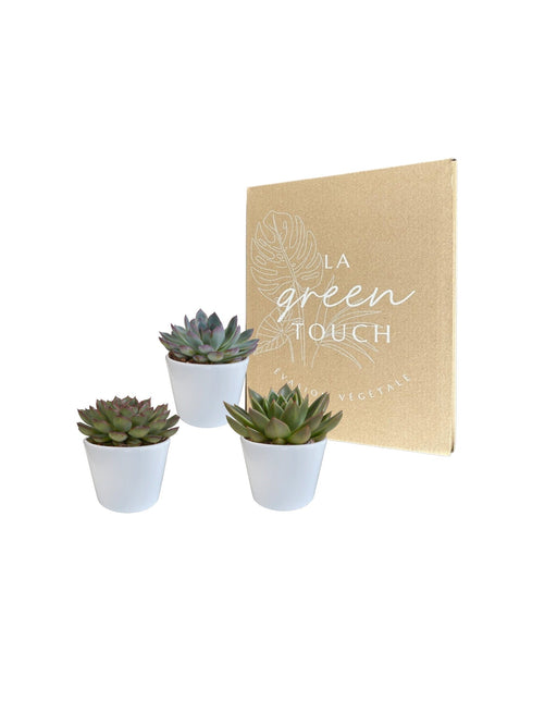 Echeveria Gaveæske Og Dens Hvide Plantepotter - Sæt Med 3 Planter, H21Cm