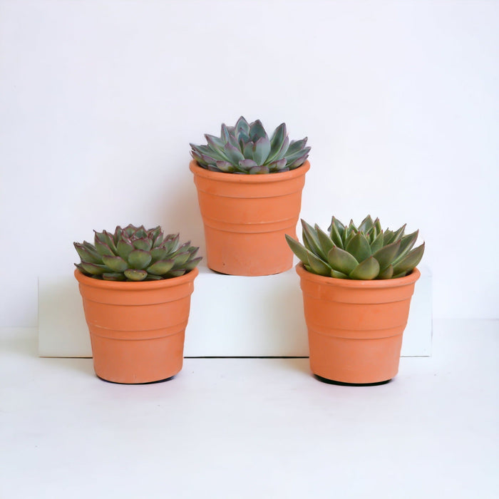 Echeveria Gaveæske Og Dens Terracotta Plantepotter - Sæt Med 3 Planter, H21Cm