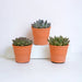 Echeveria Gaveæske Og Dens Terracotta Plantepotter - Sæt Med 3 Planter, H21Cm