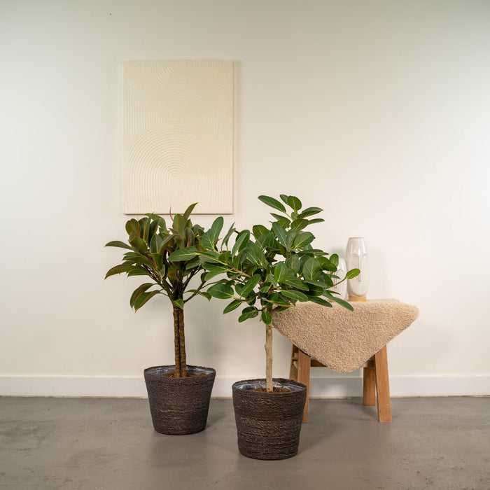 Ficus Gaveæske - Sæt Med 2 Planter, H90Cm