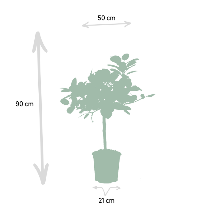 Ficus Gaveæske - Sæt Med 2 Planter, H90Cm
