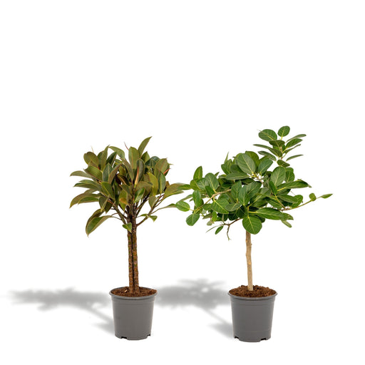 Ficus Gaveæske - Sæt Med 2 Planter, H90Cm