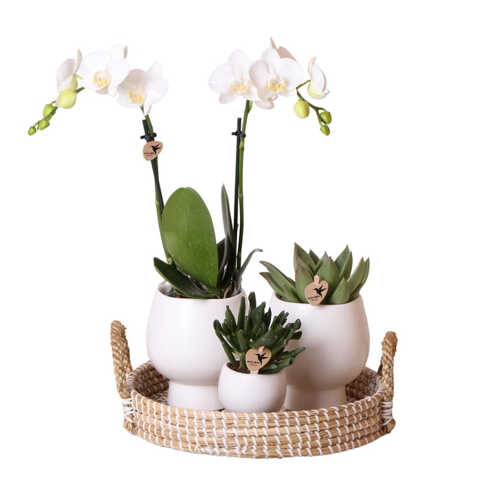 Scandic Gaveæske: Hvid Phalaenopsis Orkidé Og Sukkulenter