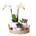 Scandic Gaveæske: Hvid Phalaenopsis Orkidé Og Sukkulenter