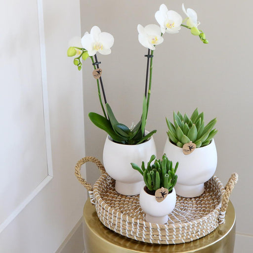 Scandic Gaveæske: Hvid Phalaenopsis Orkidé Og Sukkulenter
