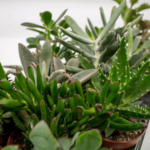 Sukkulent Gaveæske - Sæt Med 12 Planter, H12Cm