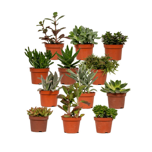 Sukkulent Gaveæske - Sæt Med 12 Planter, H12Cm