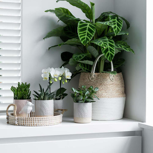 Sukkulent Gaveæske - Sæt Med 4 Planter, H20Cm