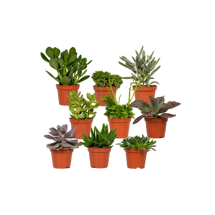 Sukkulenter Gaveæske - Sæt Med 9 Planter, H10Cm