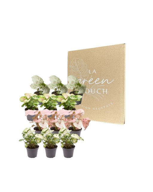Syngonium Gaveæske - Sæt Med 12 Planter