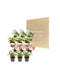 Syngonium Gaveæske - Sæt Med 12 Planter