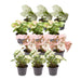 Syngonium Gaveæske - Sæt Med 12 Planter