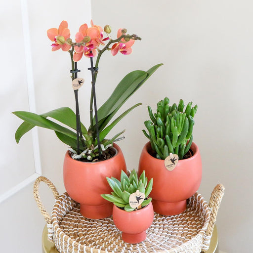 Terracotta Gaveæske: Phalaenopsis Orchid & Sukkulenter