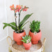 Terracotta Gaveæske: Phalaenopsis Orchid & Sukkulenter