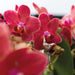 Terracotta Gaveæske: Phalaenopsis Orchid & Sukkulenter