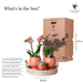 Terracotta Gaveæske: Phalaenopsis Orchid & Sukkulenter