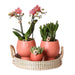 Terracotta Gaveæske: Phalaenopsis Orchid & Sukkulenter