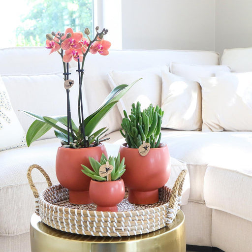 Terracotta Gaveæske: Phalaenopsis Orchid & Sukkulenter
