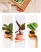 Calathea Lovers Box - Trio Af Babyplanter