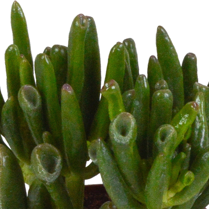 Crassula Æske Og Dens Hvide Plantepotter - Sæt Med 3 Planter, H18Cm