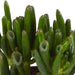 Crassula Æske Og Dens Hvide Plantepotter - Sæt Med 3 Planter, H18Cm