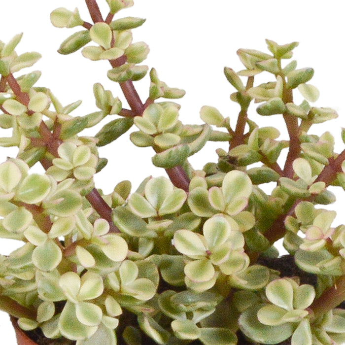 Crassula Æske Og Dens Hvide Plantepotter - Sæt Med 3 Planter, H18Cm