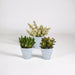 Crassula Æske Og Dens Hvide Plantepotter - Sæt Med 3 Planter, H18Cm
