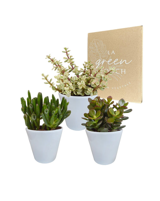 Crassula Æske Og Dens Hvide Plantepotter - Sæt Med 3 Planter, H18Cm