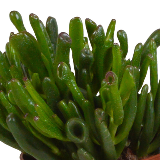Crassula Æske Og Dens Hvide Plantepotter - Sæt Med 3 Planter, H21Cm