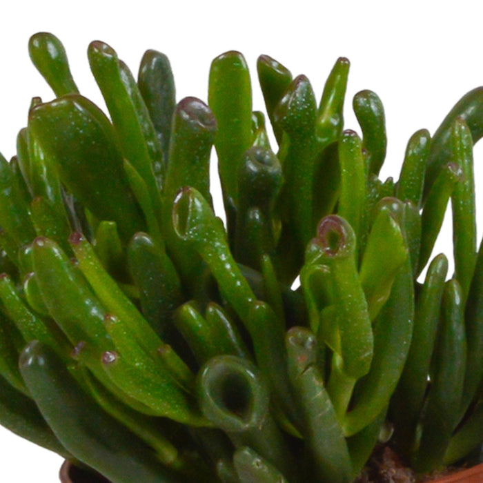 Crassula Æske Og Dens Hvide Plantepotter - Sæt Med 3 Planter, H21Cm