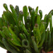Crassula Æske Og Dens Hvide Plantepotter - Sæt Med 3 Planter, H21Cm