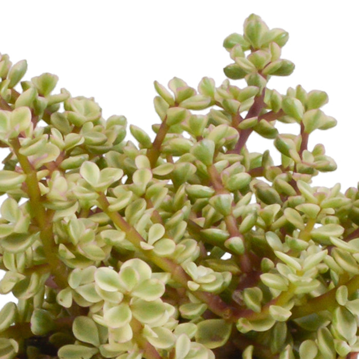 Crassula Æske Og Dens Hvide Plantepotter - Sæt Med 3 Planter, H21Cm