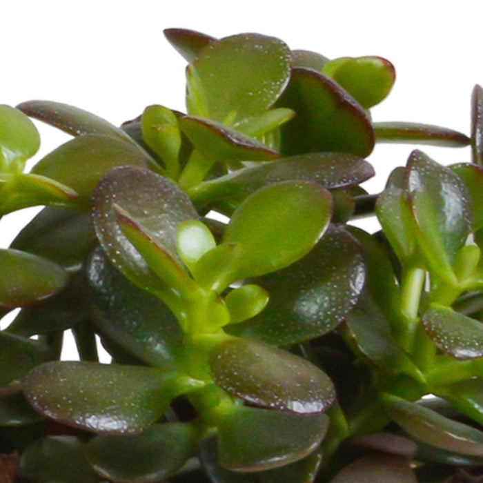 Crassula Æske Og Dens Hvide Plantepotter - Sæt Med 3 Planter, H21Cm