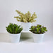 Crassula Æske Og Dens Hvide Plantepotter - Sæt Med 3 Planter, H21Cm