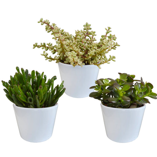 Crassula Æske Og Dens Hvide Plantepotter - Sæt Med 3 Planter, H21Cm
