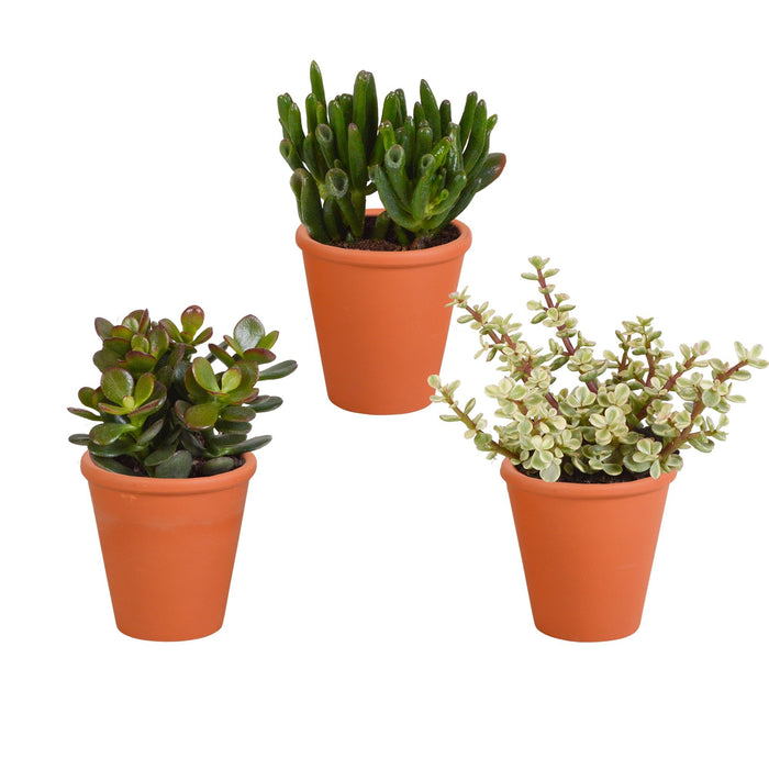 Crassula Box Og Dens Terracotta Plantepotter - Sæt Med 3 Planter, H18Cm
