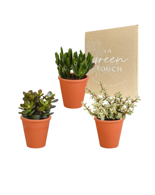 Crassula Box Og Dens Terracotta Plantepotter - Sæt Med 3 Planter, H18Cm