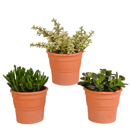 Crassula Box Og Dens Terracotta Plantepotter - Sæt Med 3 Planter, H21Cm