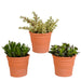 Crassula Box Og Dens Terracotta Plantepotter - Sæt Med 3 Planter, H21Cm