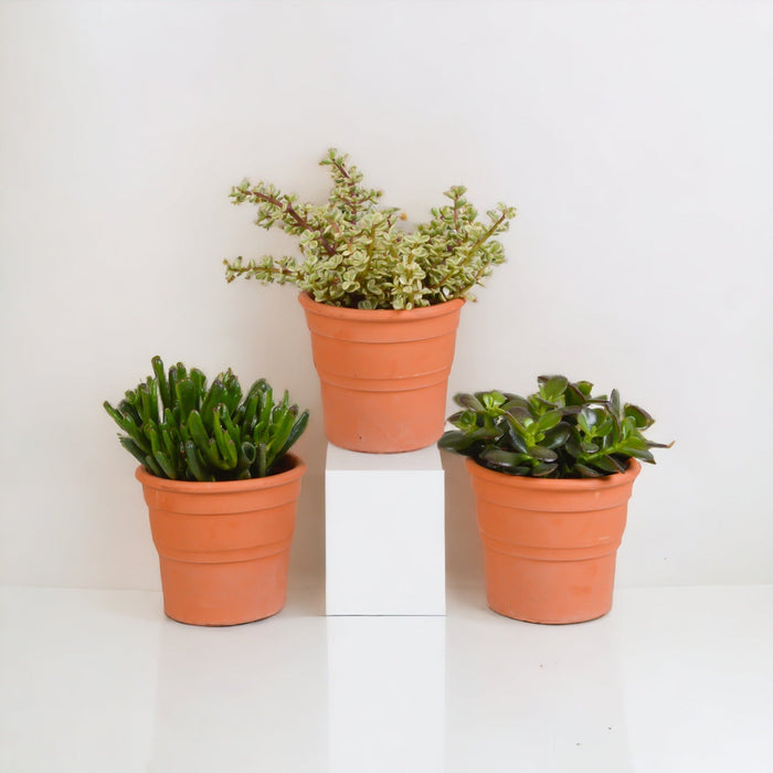 Crassula Box Og Dens Terracotta Plantepotter - Sæt Med 3 Planter, H21Cm