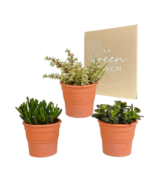Crassula Box Og Dens Terracotta Plantepotter - Sæt Med 3 Planter, H21Cm