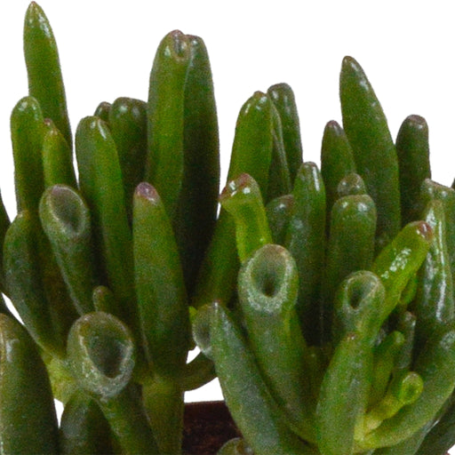 Crassula Box - Sæt Med 3 Planter, H18Cm - Mini Sukkulent Gaveæske