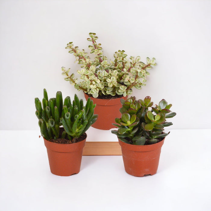 Crassula Box - Sæt Med 3 Planter, H18Cm - Mini Sukkulent Gaveæske